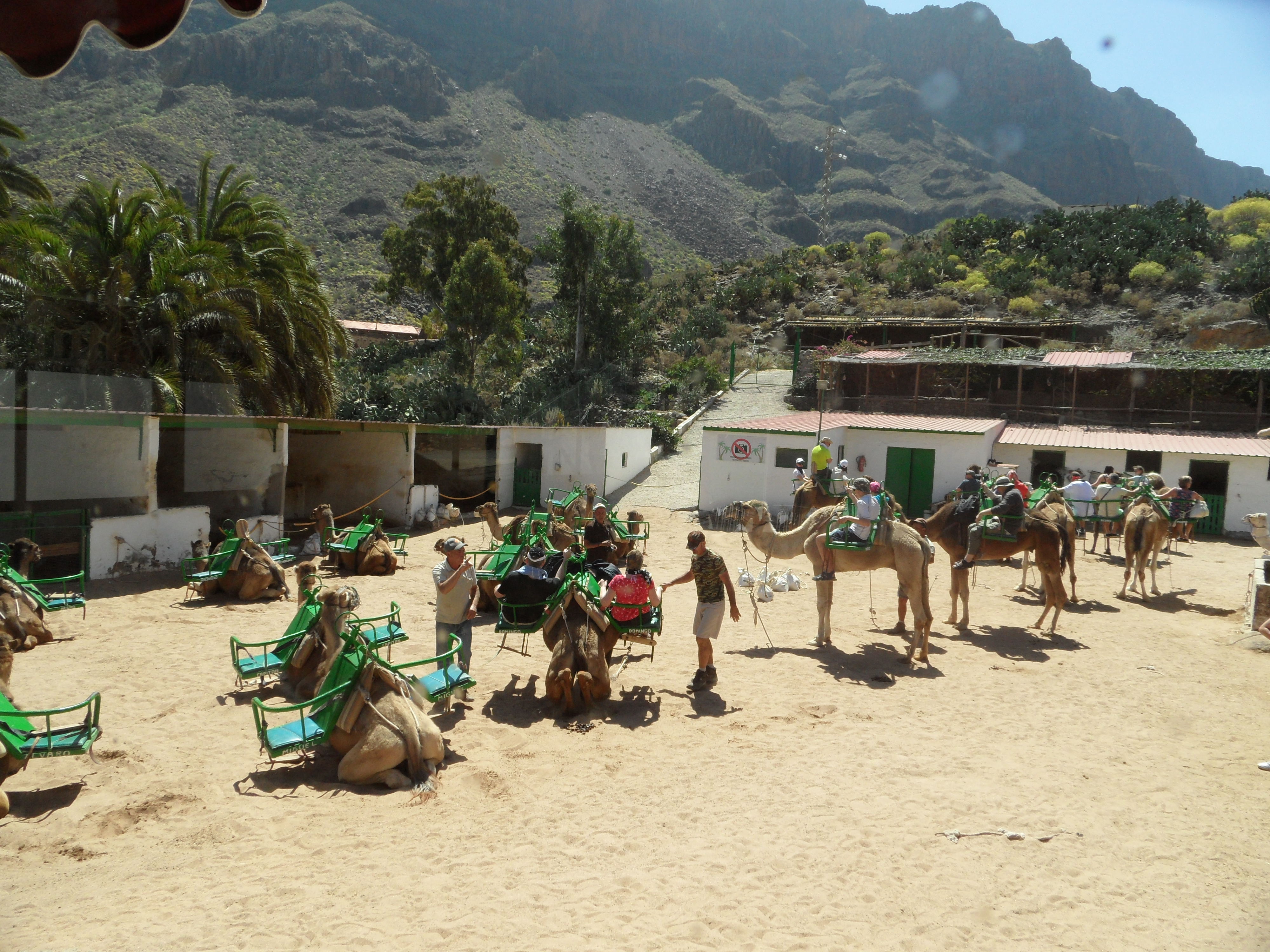 Jeep and Camel Safari Gran Canaria