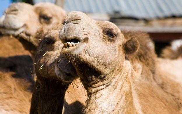 Jeep and Camel Safari Gran Canaria