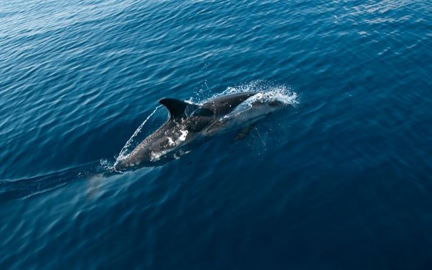 Dolphin Spotting Cruise in Gran Canaria