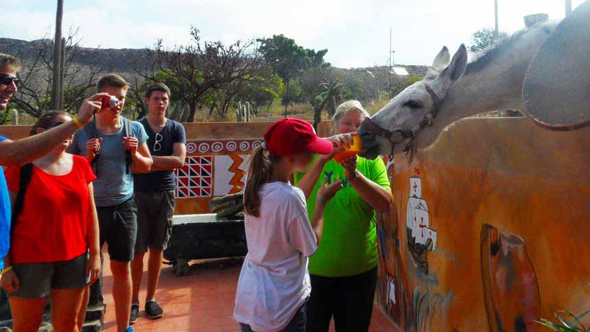 Soft drinks drinking horse