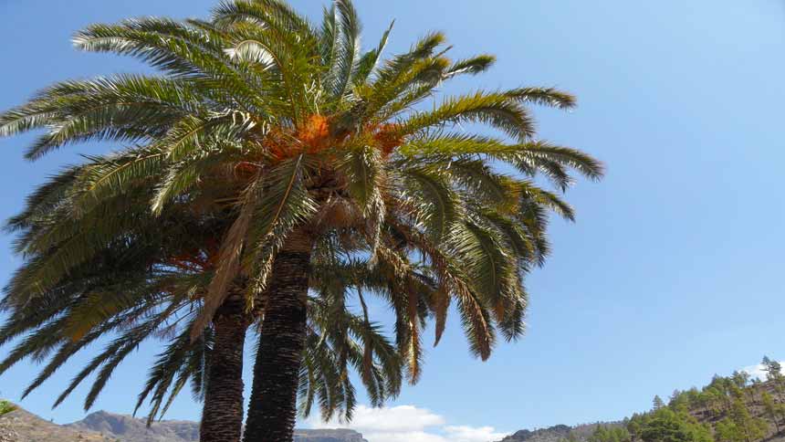 ates growing on Palm Tree 