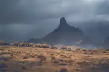 Roque Bentayga with sheep in the forground