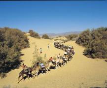 Camel Safari Maspalomas Sand Dunes