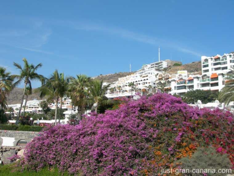 The Canary Islands are semi tropical providing colourful plant life