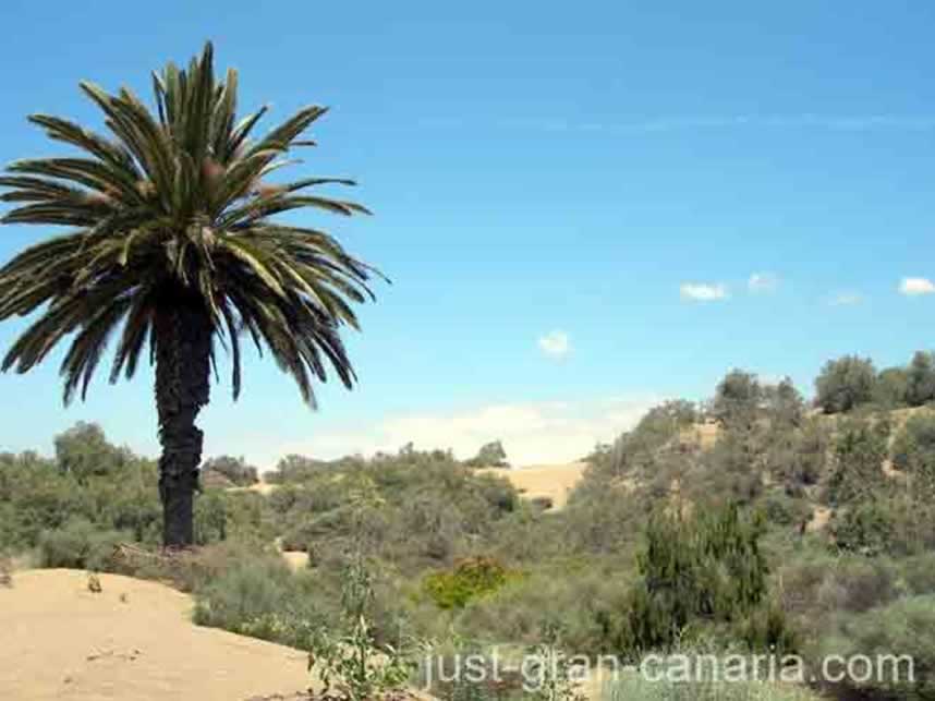 Maspalomas dunes lone palm