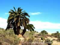 Maspalomas dunes triple palms