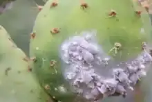 Cochineal Insects on Prickly Pear