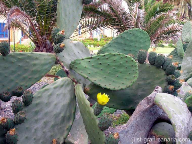 Bahia Feliz cacti