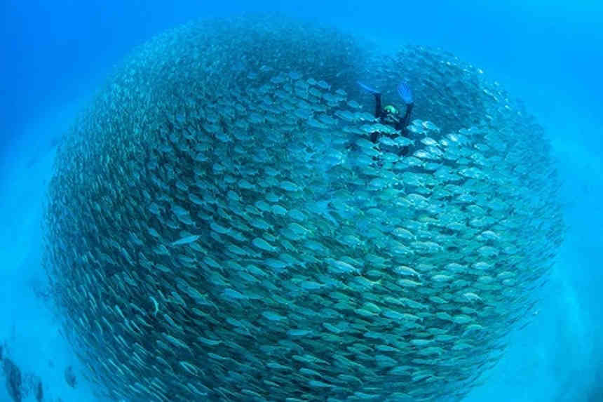 Scuba Diving Scuba Diving, Diver surrounded by Fish